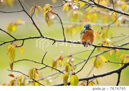 桜のカワセミ 7674795