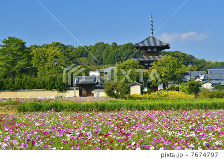法起寺のコスモス 法起寺のコスモス 7674797