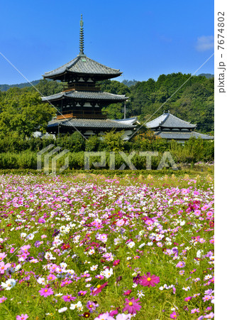 法起寺のコスモス 7674802