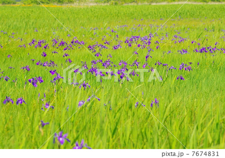 ベンセ湿原　ノハナショウブ 7674831