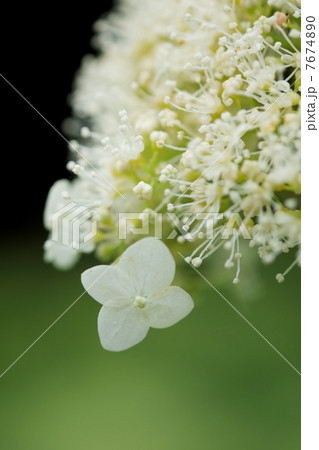 紫陽花 紫陽花 7674890