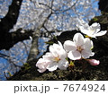 幹に桜 7674924
