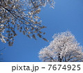 遠くに咲く桜 7674925