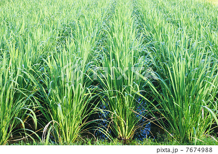 水田でのマコモ栽培 7674988