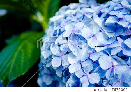紫陽花 7675063