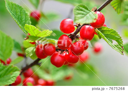 ユスラウメ ユスラウメ 7675268