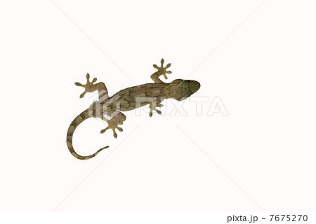 ヤモリ 7675270