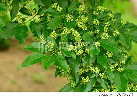 マユミ マユミ 7675274