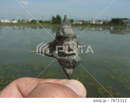 ヒシの実 ヒシの実 7675315