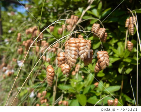 枯れコバンソウ 7675321