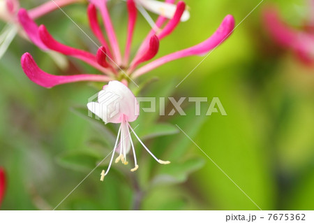 スイカズラの花 7675362