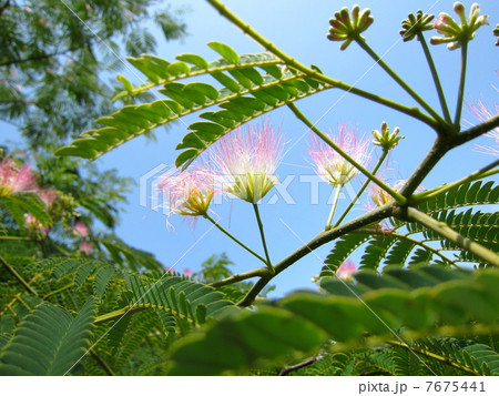 合歓の花 7675441