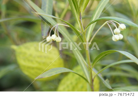 フウセントウワタ 7675472