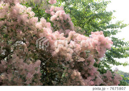 煙の木 煙の木 7675807