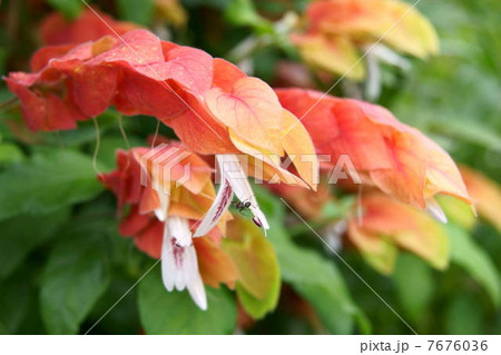 鮮やかなコエビソウ（小海老草）：ベロペロネ 7676036