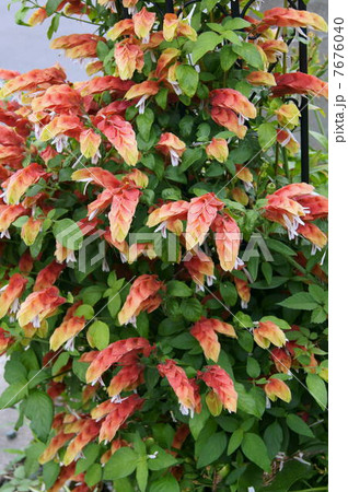 鮮やかなコエビソウ（小海老草）：ベロペロネ 7676040