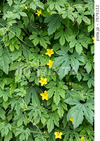 ゴーヤのグリーンカーテン ゴーヤのグリーンカーテン 7676152