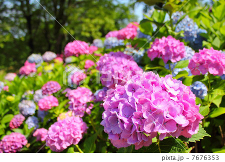若松あじさい祭り 7676353