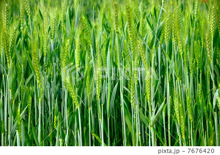 若緑 若緑 7676420