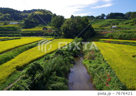 明日香村の棚田 7676421