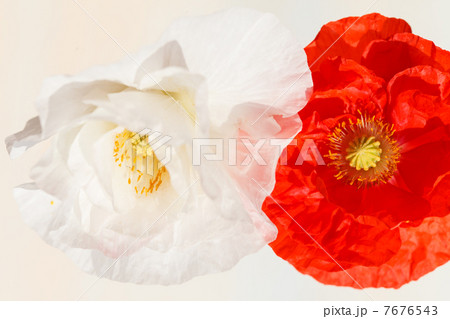 Beauty poppy Beauty poppy 7676543