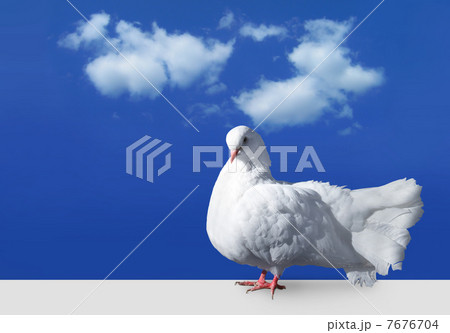 White dove against sky 7676704