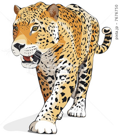 Jaguar Vector Illustration Isolated On のイラスト素材