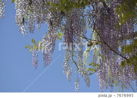 ふじ棚 ふじ棚 7676995