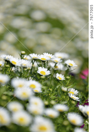 クリサンセマム 7677005