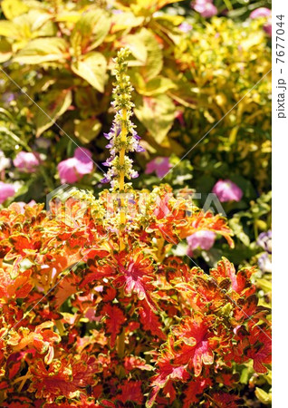 コリウス 7677044