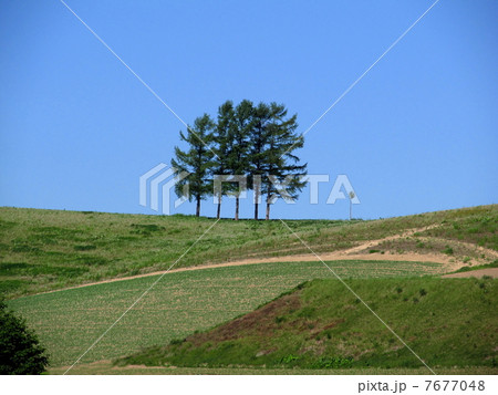 嵐の木：CMの木 7677048