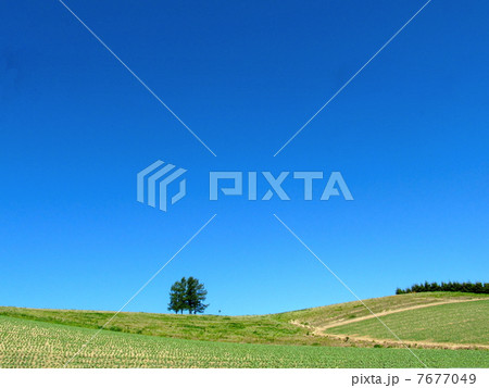 嵐の木：CMの木 7677049