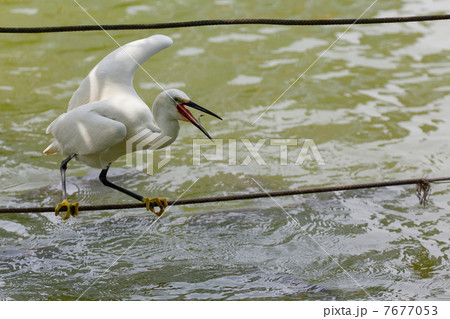 不忍池のコサギと小魚 7677053