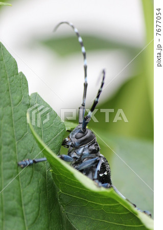 ゴマダラカミキリ 7677054