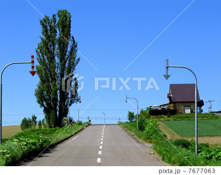 ケンとメリーの木 7677063