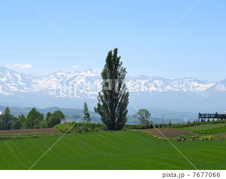 ケンとメリーの木 7677066