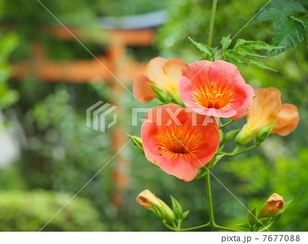 ノウゼンカズラの花 7677088