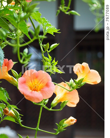 ノウゼンカズラの花 7677089