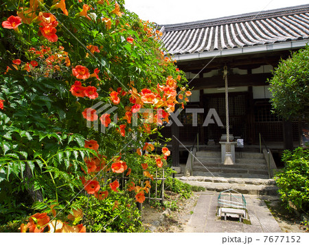 ノウゼンカズラ 7677152