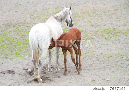 母馬の乳を飲む子馬 7677165
