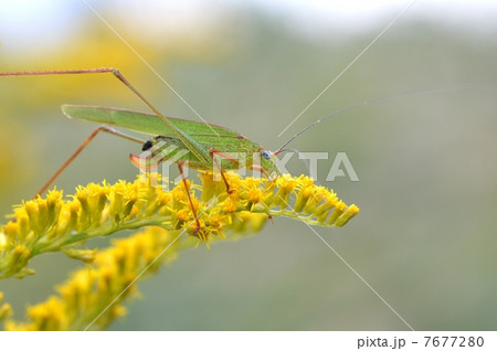 アシグロツユムシ 7677280