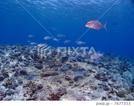 愛嬌ある顔の魚の群れ 愛嬌ある顔の魚の群れ 7677353