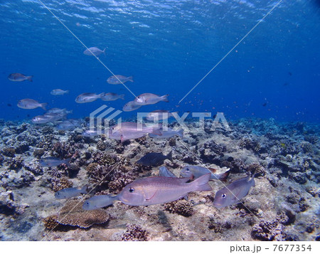 愛嬌ある顔の魚の群れ 愛嬌ある顔の魚の群れ 7677354