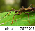 カメムシ 7677505