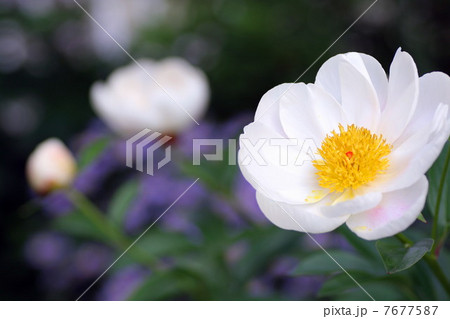 芍薬 7677587