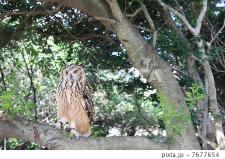 森に佇むミミズク ふくろう 猛禽類 ベンガルワシミミズク 雛の写真素材
