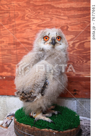 ミミズク ふくろう 猛禽類 シベリアワシミミズク 雛 シベリカス ミミズク ふくろう 猛禽類 シベリアワシミミズク 雛 シベリカス 7677661