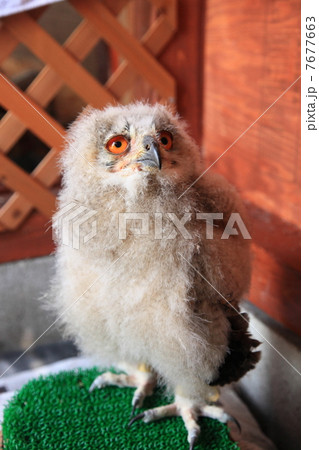 ミミズク ふくろう 猛禽類 シベリアワシミミズク 雛 シベリカス ミミズク ふくろう 猛禽類 シベリアワシミミズク 雛 シベリカス 7677663
