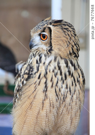 ミミズク　ふくろう　猛禽類　 ベンガルワシミミズク　雛 7677668