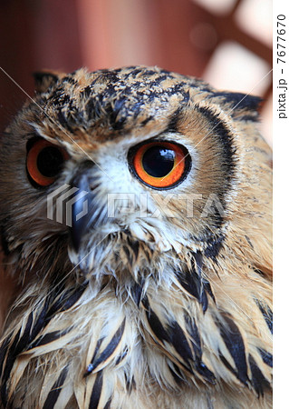 ミミズク ふくろう 猛禽類 ベンガルワシミミズク 雛 ミミズク ふくろう 猛禽類 ベンガルワシミミズク 雛 7677670